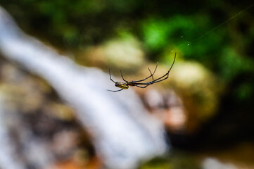 Spider in the Forests of  Northern Thailand