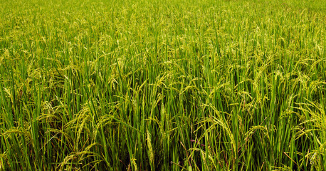 Rice plants are producing ears over the rice field.
