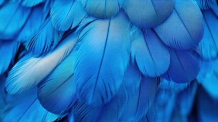 Obraz premium Close-up of vibrant blue feathers displaying intricate textures.