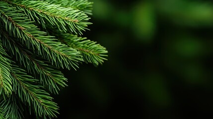 Pine branch on blurred background with copy space. Christmas greeting design