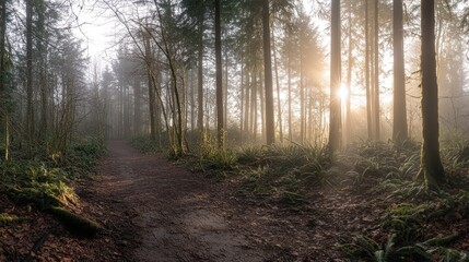 Obraz premium A forest with a path in the middle