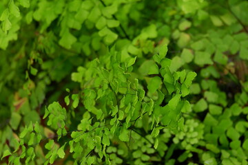 Obraz premium Suplir plant, Adiantum Venustum Himalayan pattern suitable for green natural backgrounds