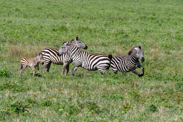 Small herd of Zebras, new Stallion establishing dominance within the herd