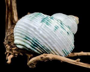 Green-Striped Marine Shell Turbo imperialis on Driftwood
