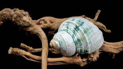 Green-Striped Marine Shell Turbo imperialis on Driftwood