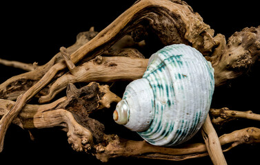 Green-Striped Marine Shell Turbo imperialis on Driftwood