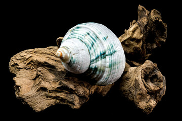 Green-Striped Marine Shell Turbo imperialis on Driftwood