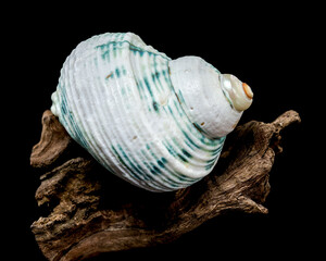Green-Striped Marine Shell Turbo imperialis on Driftwood