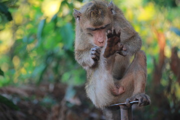 The rhesus monkey, also known as the Rhesus Macaque, is one of the most well-known Old World monkey species