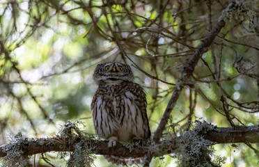 Pygmy Owl (Glaucidium passerinum) in a natural habitat