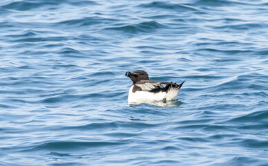 Razorbill on the cliffs in RSPB Bempton Cliffs reserve