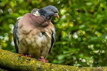 Woodpigeon (Columba palumbus) in a natural habitat