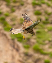 Common Kestrel falcon flying and hunting