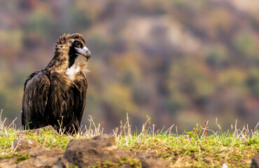 Cinereous vulture sitting on feeding station