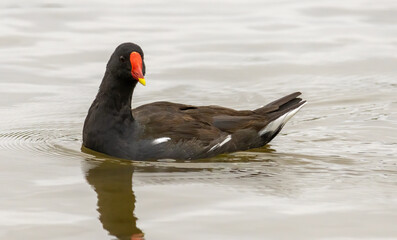 Moorhen (Common Moorhen) in natural habitat