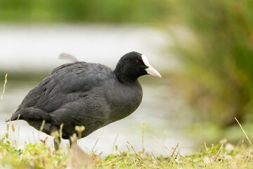 Coot (Fulica atra) in a natural habitat