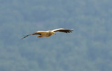 Egyptian vulture in natural habitat in Bulgaria
