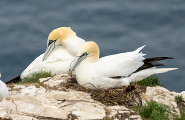 Northern Gannet on breeding rocks of Bempton cliffs, UK