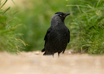Jackdaw (Corvus monedula) in a natural habitat