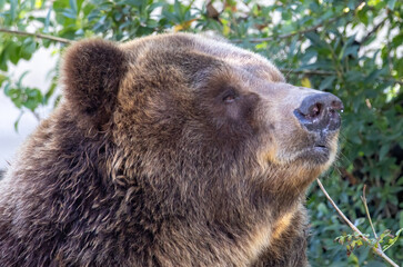 Obraz premium Brown Bear close up portrait in the nature