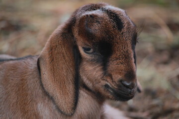 Fototapeta premium Resting Brown Goats on Ground with Calm Expressions in a Natural Setting