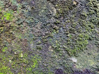the walls are covered with moss
