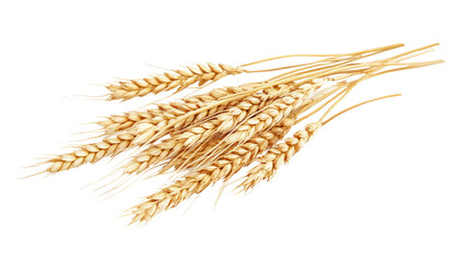 A bundle of golden wheat stalks, symbolizing agriculture and harvest.
