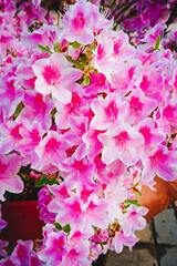 Close-up of pink azalea flowers, Springtime pink azalea, Red azalea bush, Colorful garden, Red flowering shrub, azalea petals. Vertical photo.