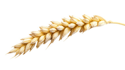 A close-up of a golden wheat ear, showcasing its grains, often used in agriculture and food production.