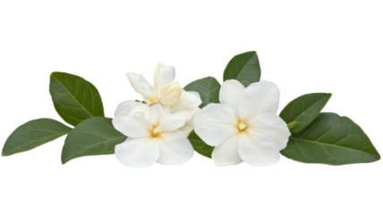 A cluster of white flowers with green leaves, showcasing natural beauty and elegance.