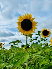 sunflower field in the summer
