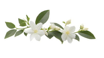 A delicate arrangement of white flowers and green leaves, ideal for decorative purposes or floral design.