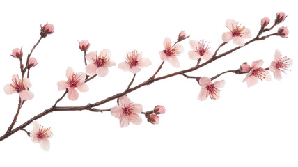 A delicate branch of pink cherry blossoms, symbolizing beauty and renewal, perfect for spring-themed designs or floral arrangements.