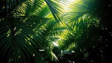 Sunlight filters through lush green palm fronds, creating a dappled pattern of light and shadow.