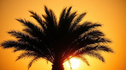 Silhouette of a palm tree with sun shining through the leaves against an orange sunset sky