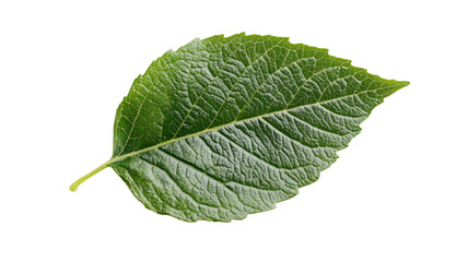 A single green leaf showcasing its texture and vibrant color, symbolizing nature and growth.