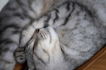 丸まって眠る可愛い猫　サバトラ猫