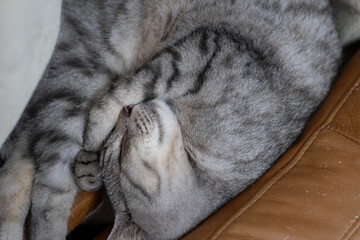 丸まって眠る可愛い猫　サバトラ猫