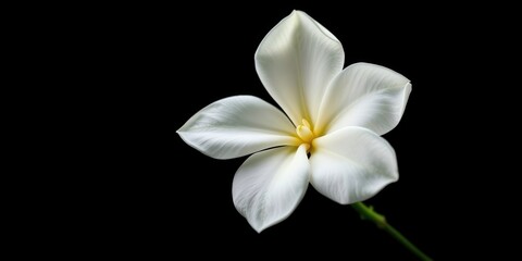 Fototapeta premium A Single Delicate White Flower with Soft Petals and a Yellow Center Against a Dark Background