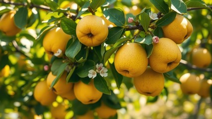 A vibrant tree branch laden with ripe, golden fruit, showcasing the beauty of nature's bounty