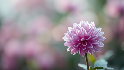 A single pink and white dahlia blossom stands out against a soft background of blurred pink blooms.