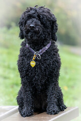 Ein schwarzer Pudel sitzend frontal