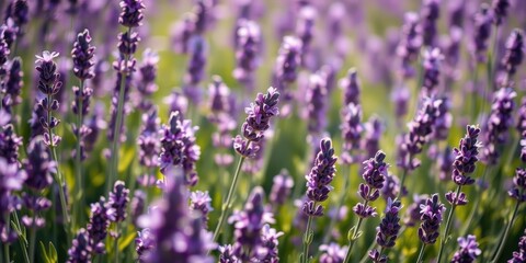 Obraz premium A field of lavender blooms in soft focus, with the delicate purple flowers creating a calming and dreamy atmosphere.