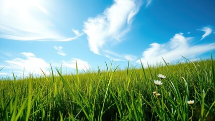 Fototapeta premium A low angle perspective of lush green grass blades reaching towards a blue sky dotted with white clouds
