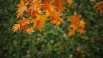 A Close-up of Golden Leaves Gently Blurred in Focus, Set Against a Background of Lush Green Foliage