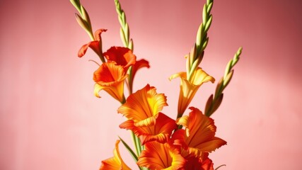 Fototapeta premium A Bouquet of Orange and Yellow Flowers with Delicate Petals Against a Soft Pink Background