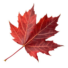 Fototapeta premium Red Maple Leaf Autumn Fall Nature Photography Isolated Background