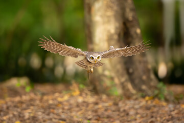 Collared Owlet  in the rain forest