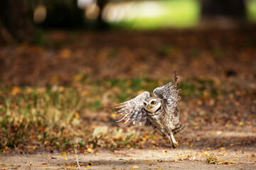Collared Owlet  in the rain forest