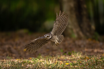 Collared Owlet  in the rain forest